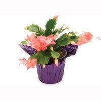 Zygocatcus - Flowering Planter, 1 Each