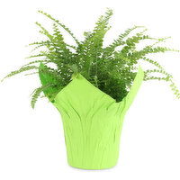 Maidenhair - Fern Maidenhair Table Ferns Assrtd, 1 Each