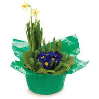 Primula - Bulb Planter, 7inch, 1 Each