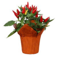 Ornamental Pepper - Potted Plant 4in, 1 Each