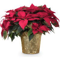 Save-On-Foods - Floral - Poinsettia, 1 Each