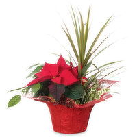 Poinsettia - Flowering Planter 7in, 1 Each