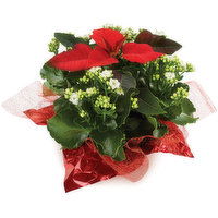 Kalsettia - Flowering Potted Plant 7inch, 1 Each