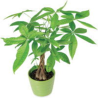 Money Tree - Decorative Pot 6In, 1 Each