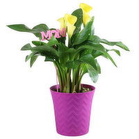 Potted Plants - Calla Lily in Deco Pot, 1 Each