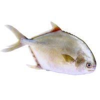 Previiously Frozen - Golden Pompano GGS 400/600, 1 Pound