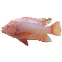 Ocean-wise - LIve Tilapia Red & Silver, 600 Gram