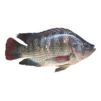 Fresh - Tilapia, 1 Pound