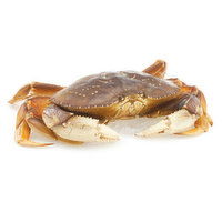 Live - Ocean-wise Dungeness Crab, 800 Gram