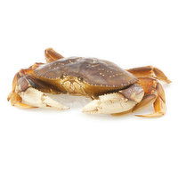 Live - Ocean-wise Dungeness Crab - Large, 1045 Gram