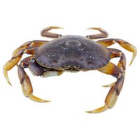 Live - Ocean-wise Dungeness Crab (Cull), 800 Gram