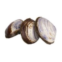 Clam - Savoury, Live, 25 Gram