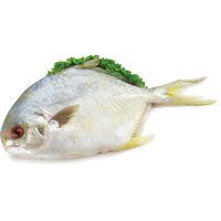 Frozen - Frozen Golden Pompano 600/800, 318 Gram