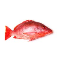 Fresh - Fresh Red Snapper Whole, 1600 Gram