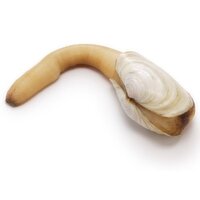 Live - O/W Geoduck Clams B, 1 Pound