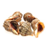 Live - Conch, 500 Gram