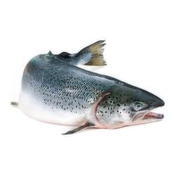 Fresh - Whole Atlantic Salmon, 1 Pound