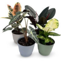 Tropical - Potted, 6 Inch, 1 Each