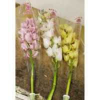 Cymbidium - Cymbidium Stems, 1 Each