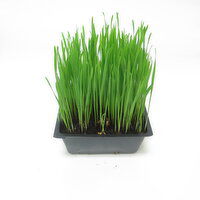 Wheatgrass - Organic, Fresh, 1 Each