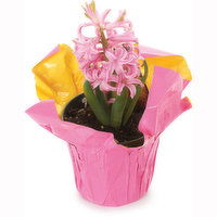 Spring Tulip - Bulb Assorted Pot, 4 inch, 1 Each