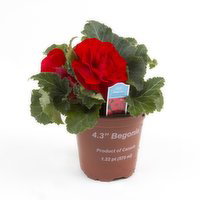 Non Stop - Tuberous Begonia 4In, 1 Each