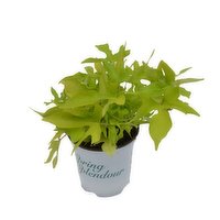 Spring - Splendor Plant 3.5In, 1 Each