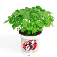 Live - Basil 6In, 1 Each