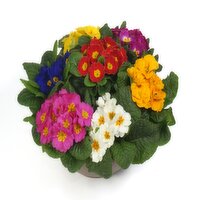 Potted Plants - Primula Bowl 12 In, 1 Each