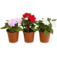 Flowering - Sunpatiens New Guinea 4 Inch