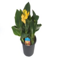 Canna - Lily, 6 Each