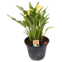 Calla Lily - Calla Lily 10In, 1 Each
