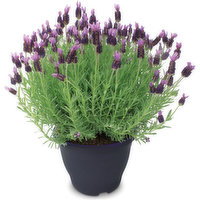 Lavender - Lavender Shrub 10 In, 10 Each
