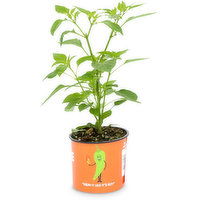 Plant - Hot Pepper 4 In, 1 Each