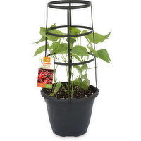 Vegcage - Vegcage Lett-Uce Garden 10In, 1 Each