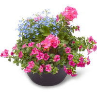 Bombay - Mixed Patio Planter - Mixed Flowering Premium Annuals, 13 Each