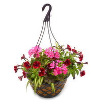 Hanging Basket - Coco Premium Mixed