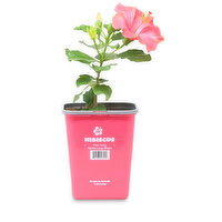 Potted Plant - Hibiscus, 1 gallon, 1 Each