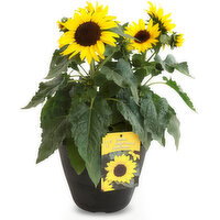 Sunflower - Potted Plant  11in, 1 Each