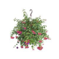 Bombay - Fuchsia Solid Basket, 10 Each