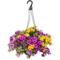 Bombay - Mixed Spring Hanging Basket, 1 Each