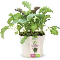 Lett'Uce - Garden Edible Bowl 8In, 1 Each
