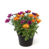 Potted Plants - Osteo Planter 9 Inch, 1 Each