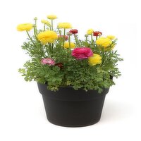 Potted Plants - Ranunculus Planter 9In, 1 Each