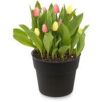 Tulip - Potted Planter 9 In, 1 Each