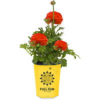 Ranunculus - Garden Starters Potted Plant 4.3In, 1 Each