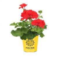 Potted Plants - Geranium - Garden Starters 4.3 Inch, 1 Each