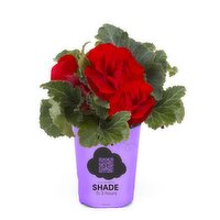Begonia - Garden Starter Potted Plant 4.3In, 1 Each