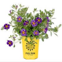 Calibrachoa - Garden Starters Potted Plant 4.3In, 1 Each