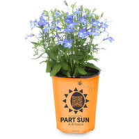 Lobella - Garden Starters Potted Plant 4.3Inch, 1 Each